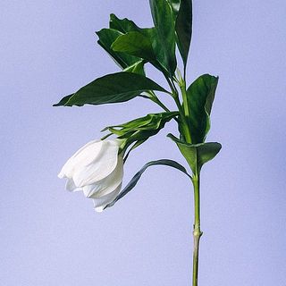 お花が大きいので、首が下がっているように見えますが品質には問題ありません。