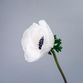 他の切り花に比べると外側にそって開花するため、比較的楽しめる期間も短め。特性をご理解いただき、今の時期だけの旬なお花をお楽しみください。※こちらの写真はお届けとは異なる色です。