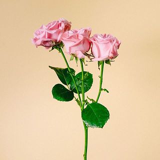 スプレーバラの花付きには個体差がございます。