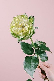 「ベジー」とても日持ちの良い品種です。ぜひ試してみて！