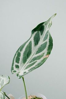 一部、葉に傷や欠けがある場合がございます。