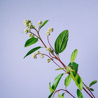 マリーサイモンは下を向いてしまっていたら花部分を紙でしっかり巻いて茎をカットしてから深水につかてあげて。湯あげも有効です。