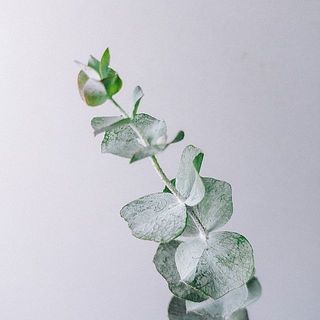 ユーカリの枝先にある新芽は乾燥したり変色してしまう事がございます。ご了承ください