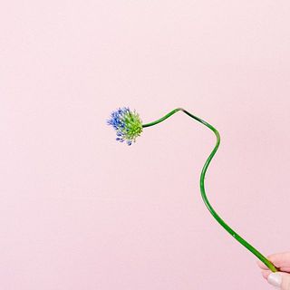 アリウムのうねうね姿が可愛い😍！