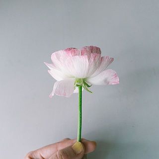 ラナンキュラスの花びらはお届け時、外側にめくれている場合も。優しく手で戻していただくと目立たなくなります。（写真は別の品種です）