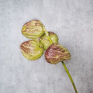 時間が経つと中から綿毛がでることも🎈