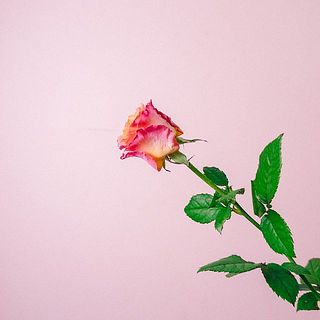 仕入れたての状態でお届けしています。花びらの外側は傷がついていたり乾燥していることもありますので、気になる場合優しく外してください。