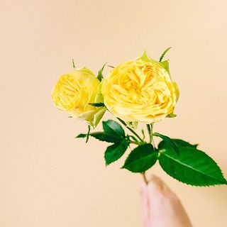 「サニートレンドセッター」太陽のように明るい姿☀️