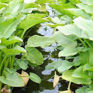 お米を育てるような田んぼで、こんこんと湧き出る地下水をかけ流して栽培しています（ブルームネット公式サイトより）。