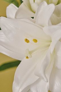 花粉が気になる場合は優しく取り除いて。