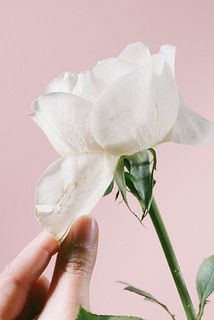 外側の花びらは、お花を守るためについています。傷や汚れが気になるときは、そっと取りのぞいてみてください。