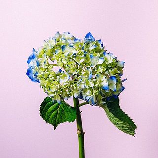 繊細なお花のため、一部茶色く変色していることも。気になる場合は優しく取ってあげましょう。