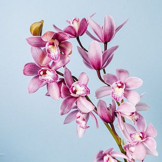 育つ過程での温度や光によって色味に個体差が出ます。パープルに近いものが届くことも。