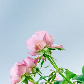 外側の花びらは傷が付いているものも。気になる場合は優しく摘み取ってあげて。