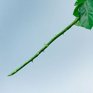 トゲにご注意ください