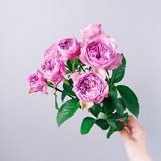 「モーブティアラ」開花が進むとほんのり色が変化します。