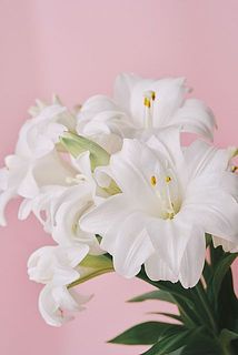 開花イメージ