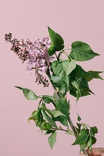 ライラックの花付きや枝ぶりには個体差があります。