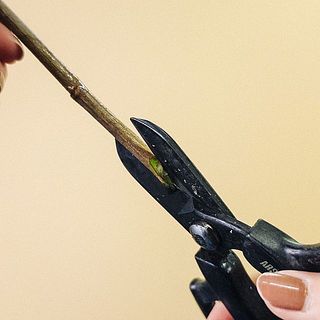 水揚げはハサミで縦割りを行いましょう。水揚げはハサミで縦割りを行いましょう。たこさんウィンナーを作るイメージで縦に何箇所かカットすると水を吸い上げやすくなります🐙