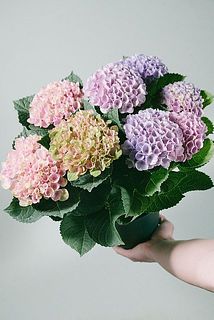 形、花付きには個体差があります。