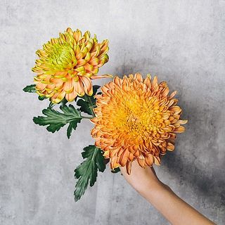 マムの色味は品種によって異なります。届くまでお楽しみに。