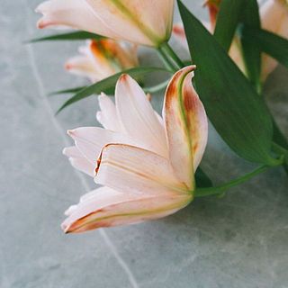 つぼみの時は濃いめの色に感じる事がありますが、開花すると柔らかい色になります。ご安心ください。