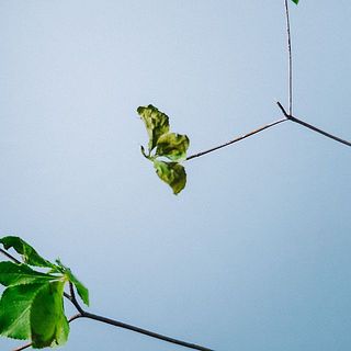 市場から来た時点で枯れている葉っぱもあります。気になる場合は、間引いてください。