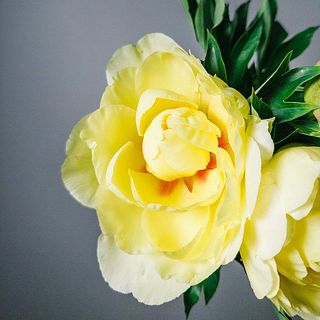 開花すると中心が赤っぽいのがキュート😍