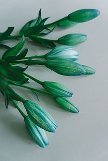 つぼみの時は濃いめの色に感じる事がありますが、開花すると少しずつ柔らかい色になります。