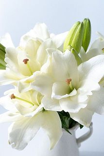 5本でもボリュームたっぷり。下からだんだんと花を咲かせます。