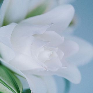 しっとりした質感の花びら。