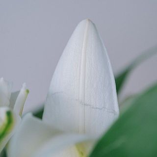 花びらはとても繊細なので、傷がつきやすいです。