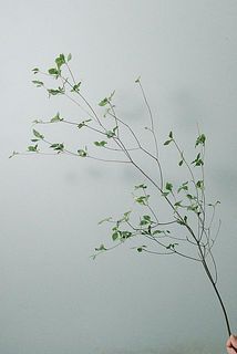 枝ぶりは個体によって異なります