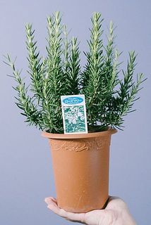 森林のようなスパイシーな香りがクセになる🌲