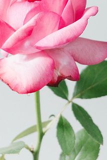 バラの外側の花びらは、お花を守るためにそのままにしています。傷や汚れが気になるときは、そっと取りのぞいてみてください。