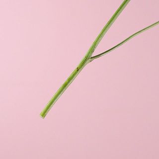 茎に黒い斑点が出ることがありますが、品質に問題はありません。