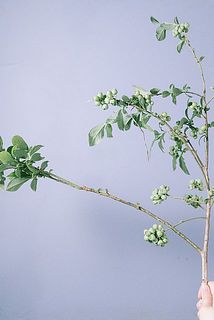 枝ぶりや実付きには個体差がございます。