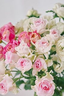  摘みたてを発送していますが、開花状態は品種や個体によって違いがあります。つぼみから満開まで、色々な姿のバラをお楽しみください。