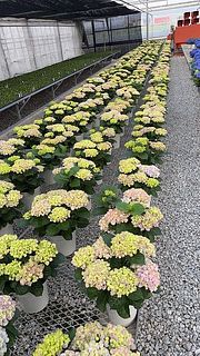 お家で長く楽しめるよう、蕾の硬い状態でお届けします。まだ色がのっていないですが、育てていくうちに色が出てきますのでご安心ください。