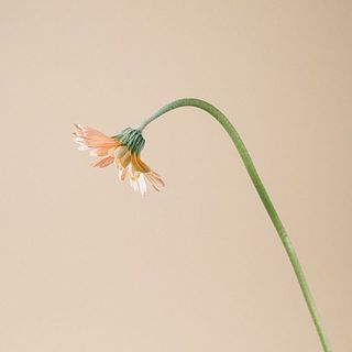 ガーベラは茎が曲がっている場合も。個体差のため、品質には問題ありません。水揚げ時に紙などできゅっと上を向くように巻いてみてください