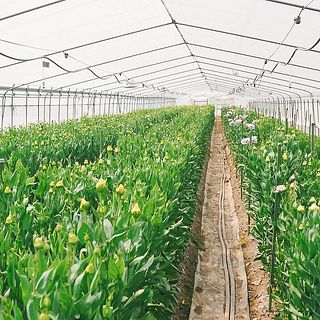 先日、中曽根さんのハウスにお伺いしました🌱