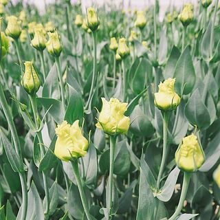 つぼみの時はグリーンですが、開花とともに色づいていきます🌱
