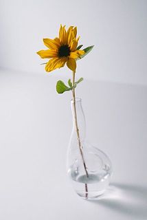 ユニークな姿に思わず笑みがこぼれます🌻