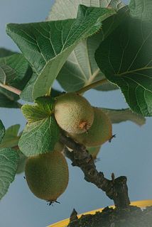 育っていくと食べられます🥝