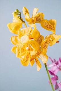 黄色のモカラには斑点があります。
