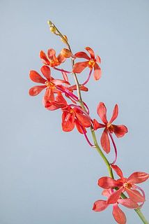 一部花びらが欠けていることがございます。ご了承ください。