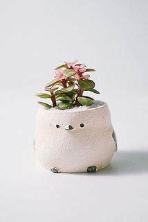 お届け例1。多肉植物の種類はお楽しみに。写真以外の種類が届く場合もあります。