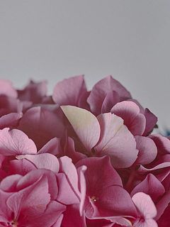 一部色が変わっているものも入る可能性があります。