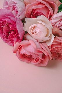 様々なピンク色の香りばらを集めました🎀