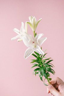 1本から3輪ほど蕾がついています。長さは短めです。